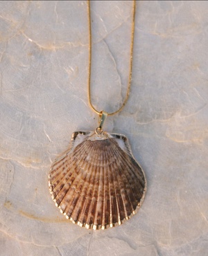 Scallop Shell necklace