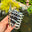 Hebrew Shell