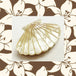 Ivory Clam Shell
