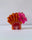Hibiscus Sunrise Shell (Large)