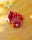 Hibiscus Sunrise Shell (Small)