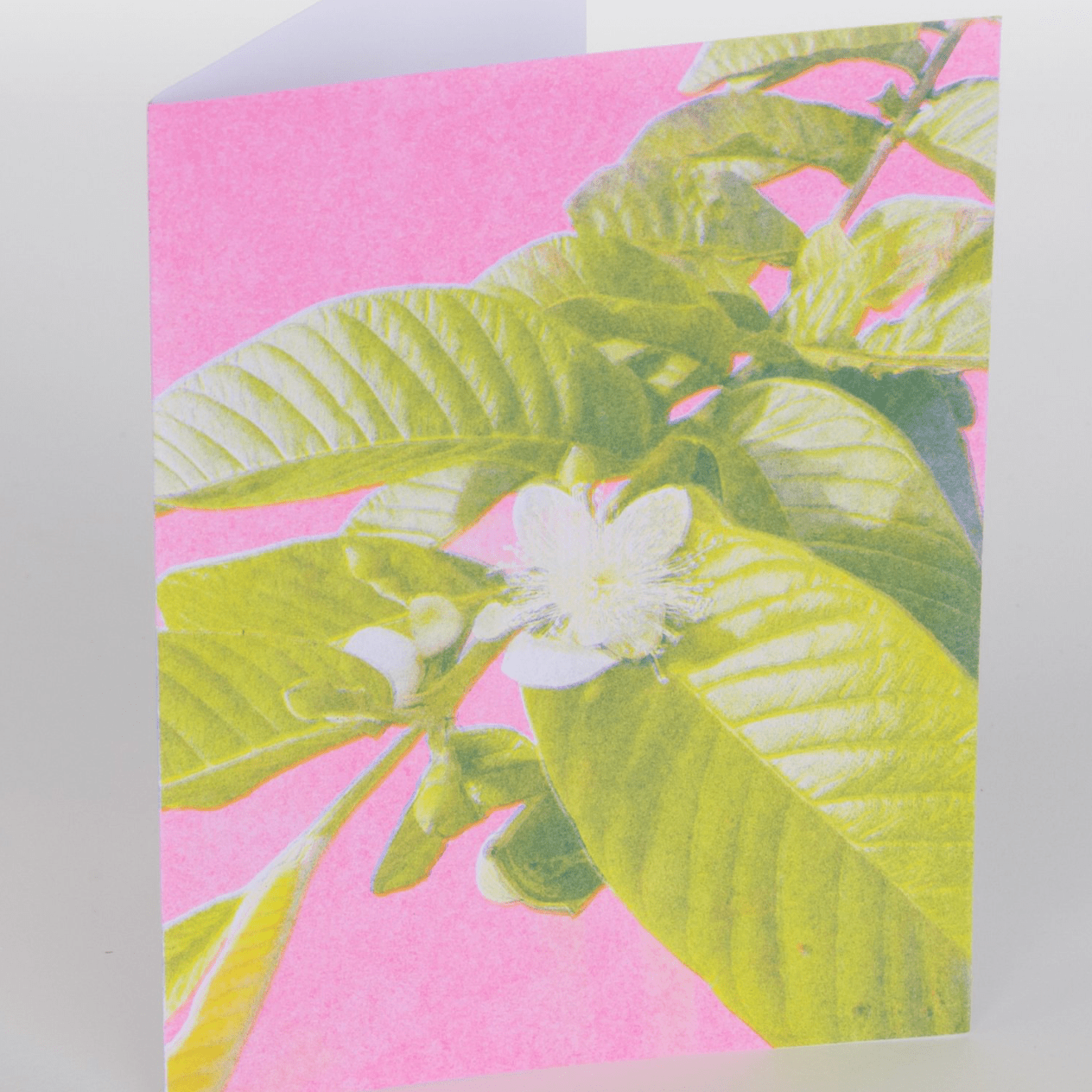 PENCIL URCHIN PRESS Greeting Cards - The Salty BabeGreeting Cards